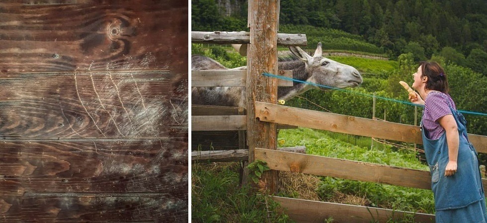 “Caro orso stavolta ho vinto io”, la storia di Nicoletta e le precauzioni che hanno salvato i suoi animali